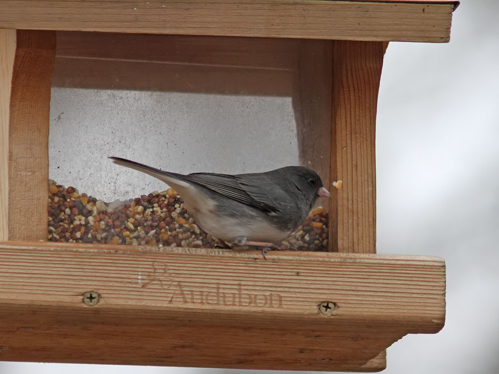 Mrkgd Junco - Dark-eyed Junco ( Junco hyemalis )