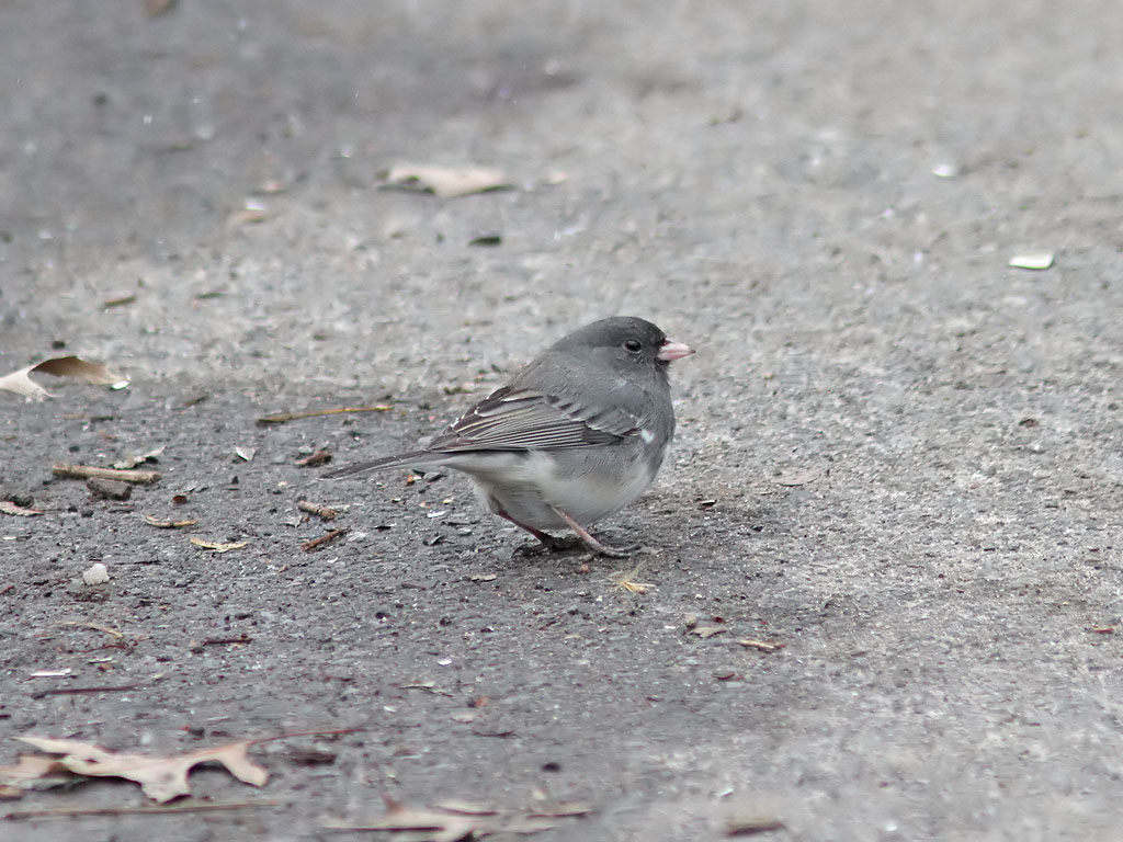 Mrkgd Junco - Dark-eyed Junco ( Junco hyemalis )