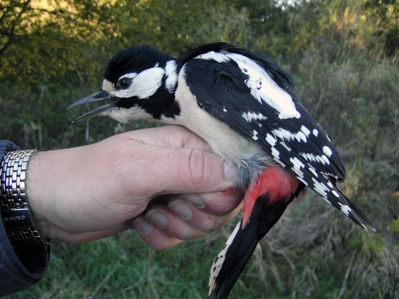 Strre hackspett - Great Spotted Woodpecker (Dendrocopos major)