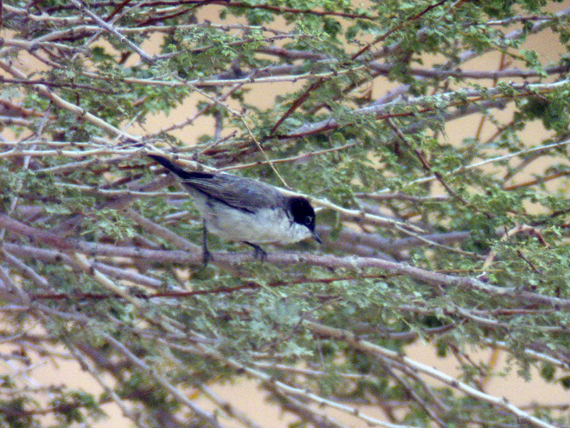 Arabsngare - Arabian Warbler (Sylvia leucomelaena)