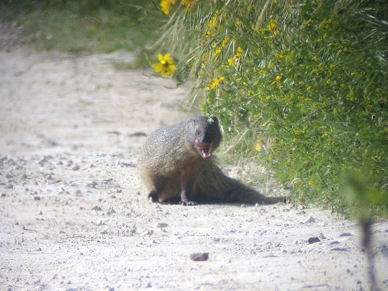 Egyptisk mungo - Egyptian Mongoose (Herpestes ichneumon)