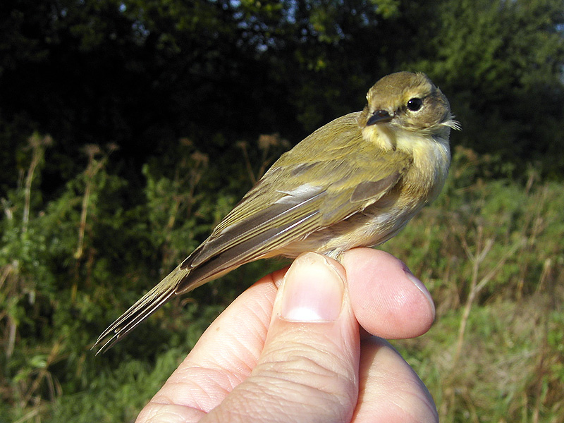 Gransngare - Chiffchaff (Phylloscopus collybitus abietinus)