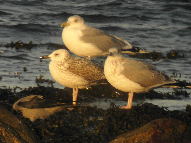 Kaspisk trut - Caspian Gull (Larus cachinnans)