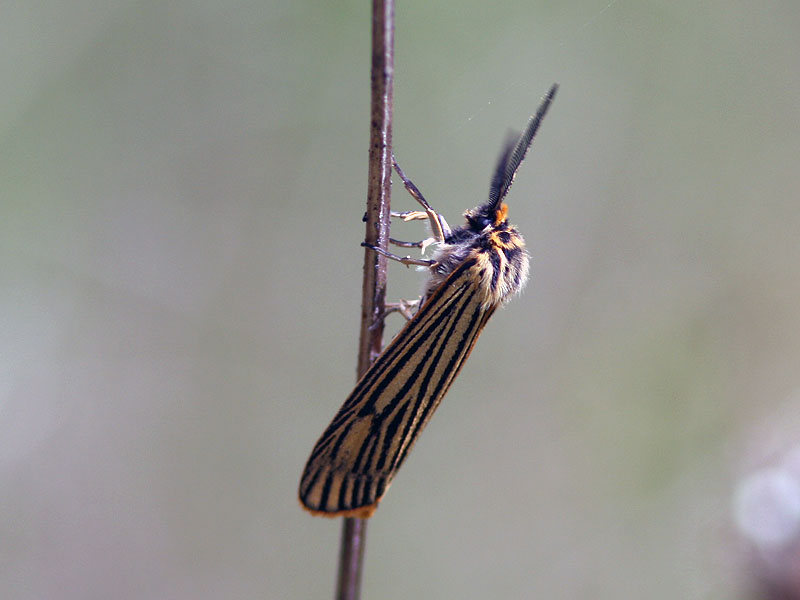 Streckhedspinnare - Feathered Footman (Spiris striata)