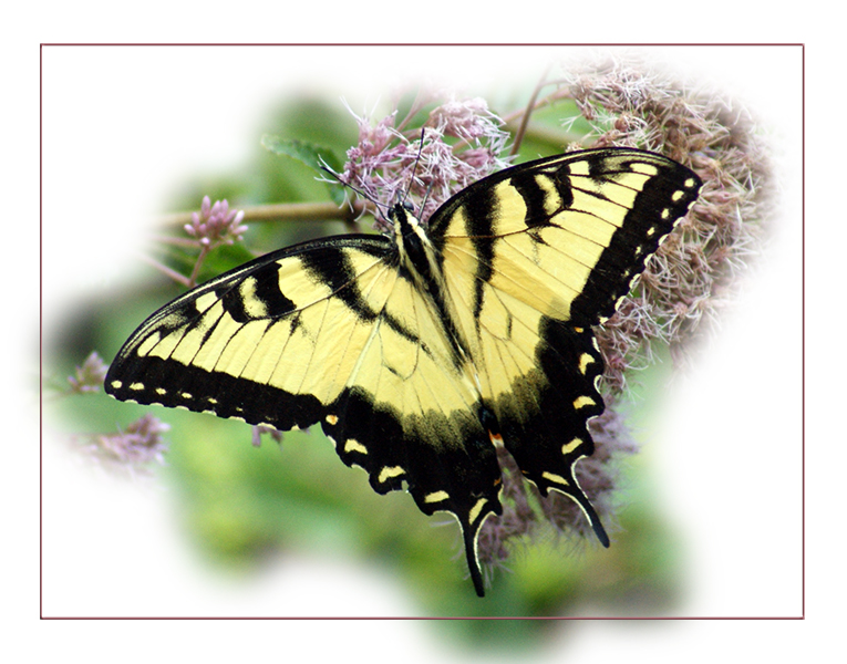 Eastern Tiger Swallowtail