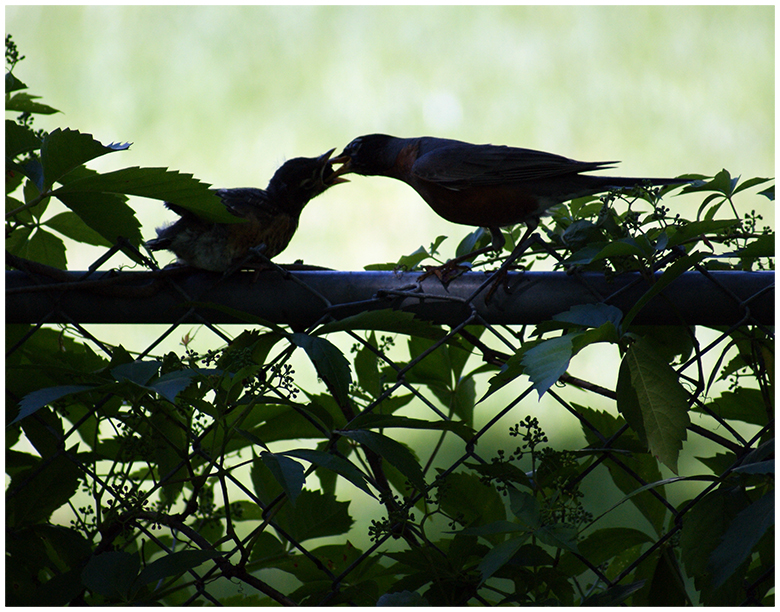 Robin being fed by father...