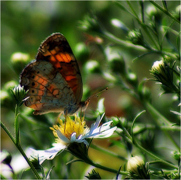 Pearl Crescent