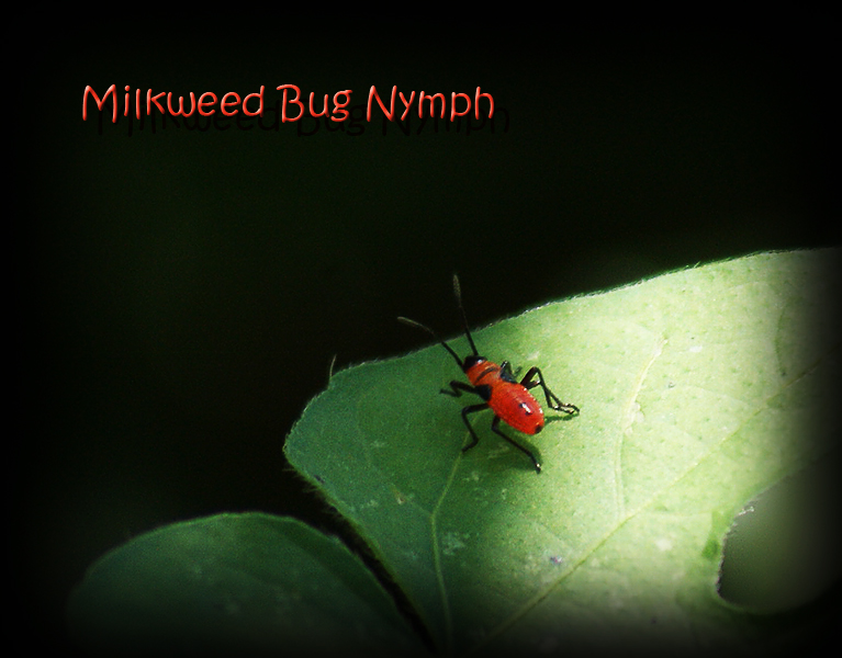 Milkweed Bug Nymph