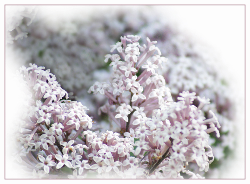 Lilacs