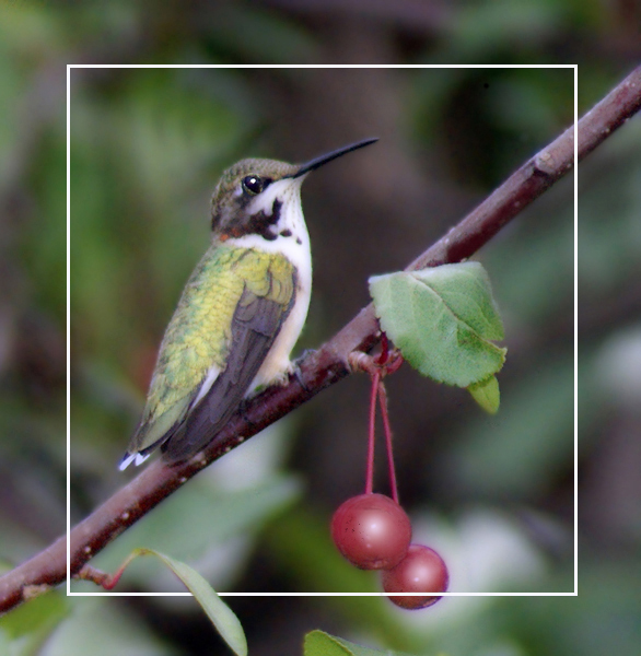 Hummingbird on Crabapple Branch