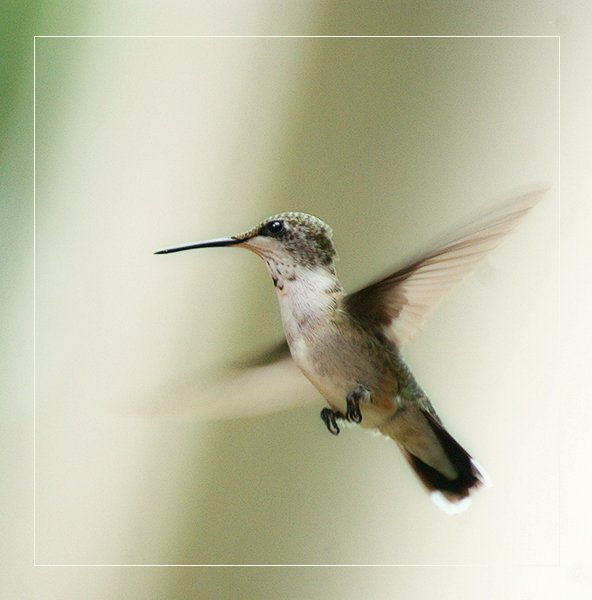 Hummer in Flight