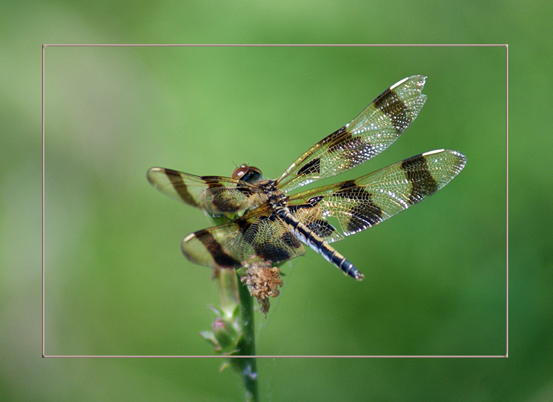 Halloween Pennant