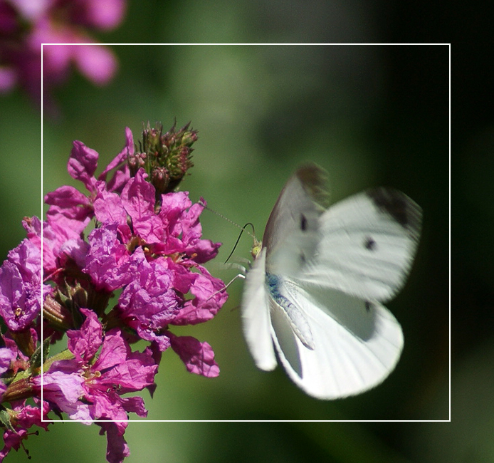 Cabbage White