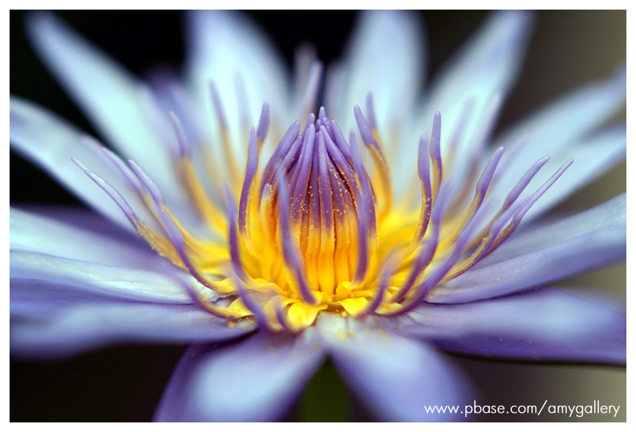 Purple Water Lily