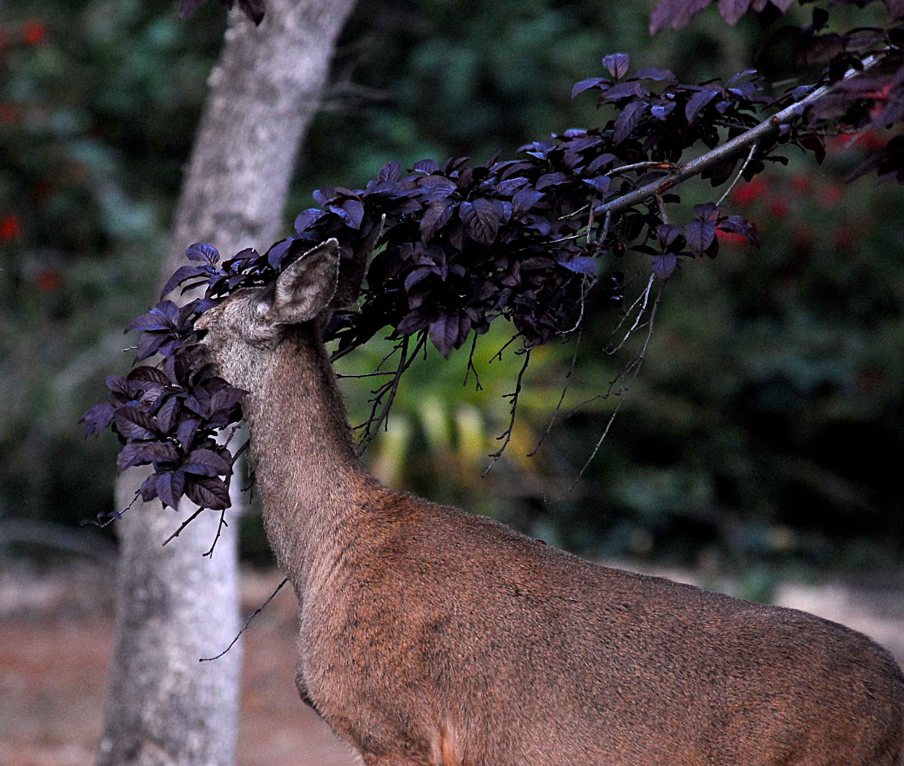 eating in the Oaks.jpg