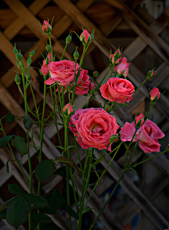 Roses