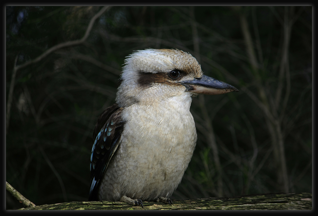 Kookaburra
