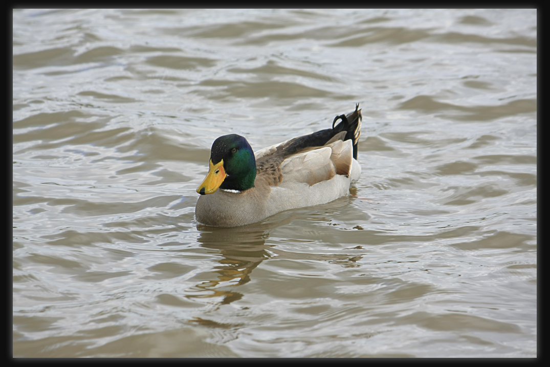 Mallard - Male