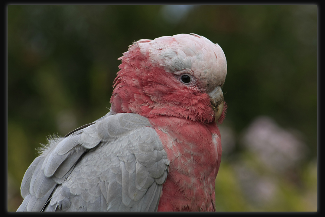 Galah