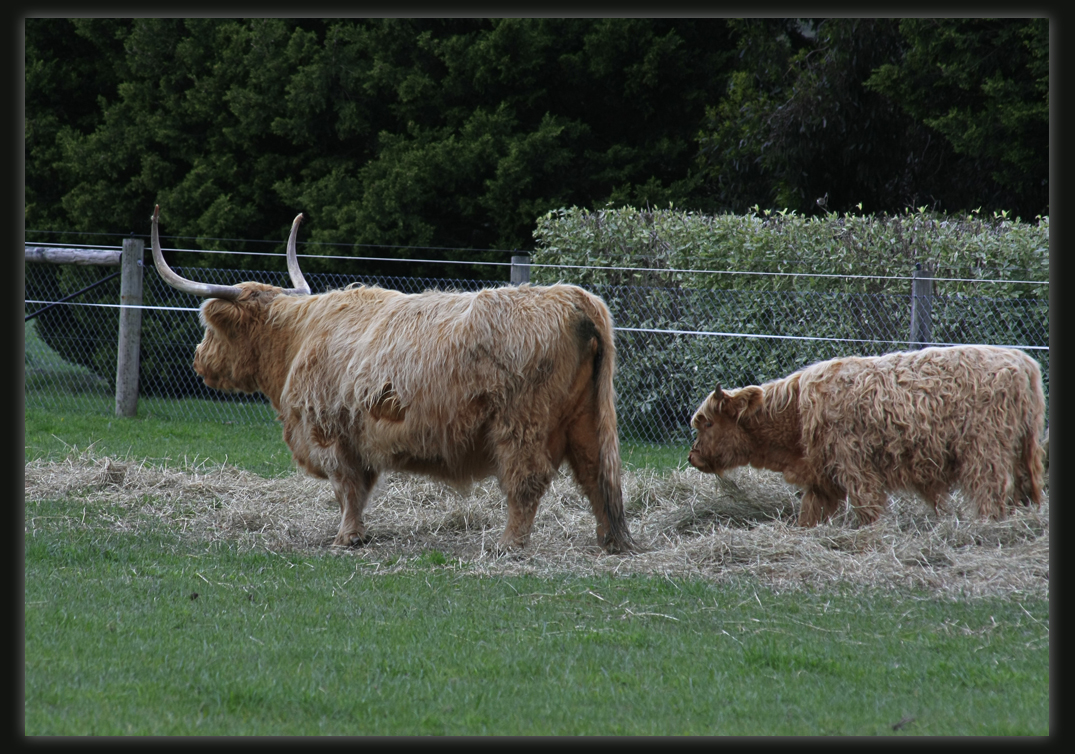 Highland Cattle