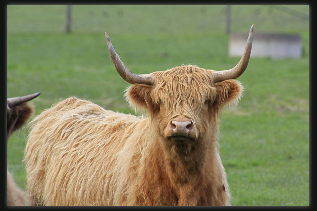 Highland Cattle