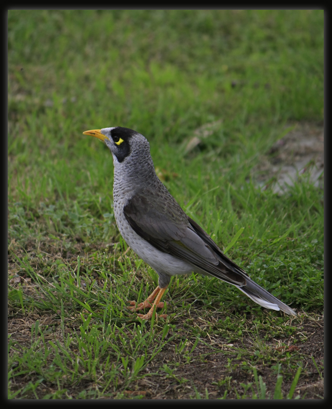 Noisy Miner