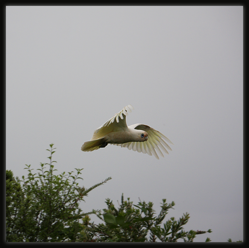 Little Corella