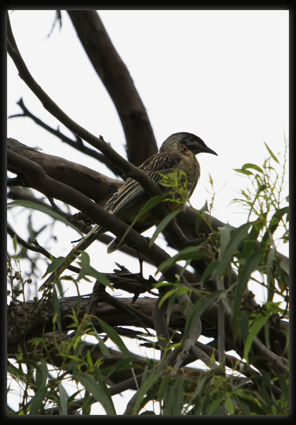 Red Wattlebird