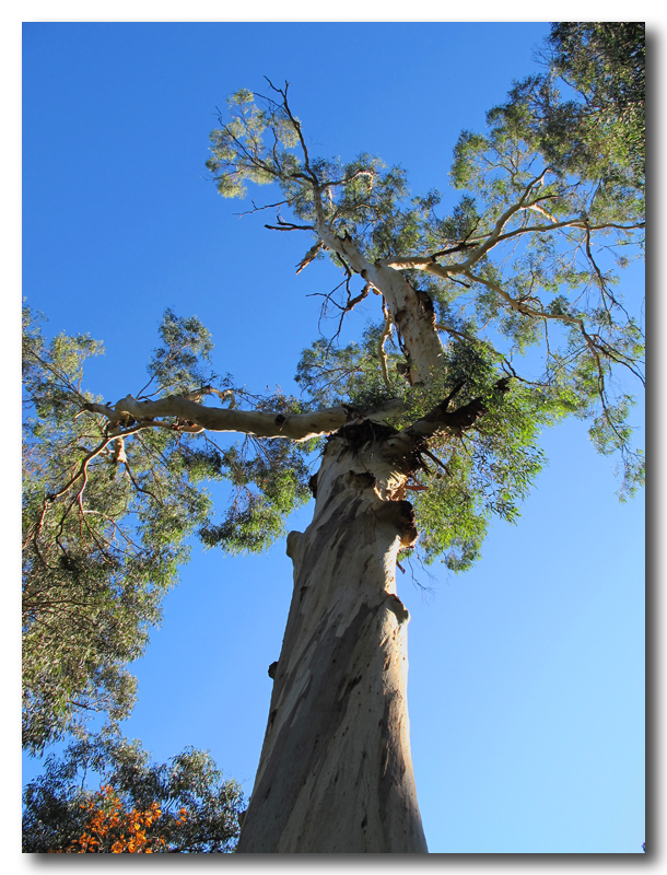 Eucalyptus gum