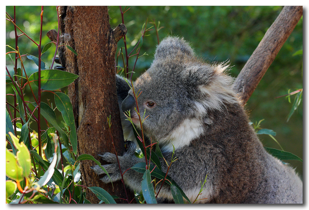 Koala-female 
