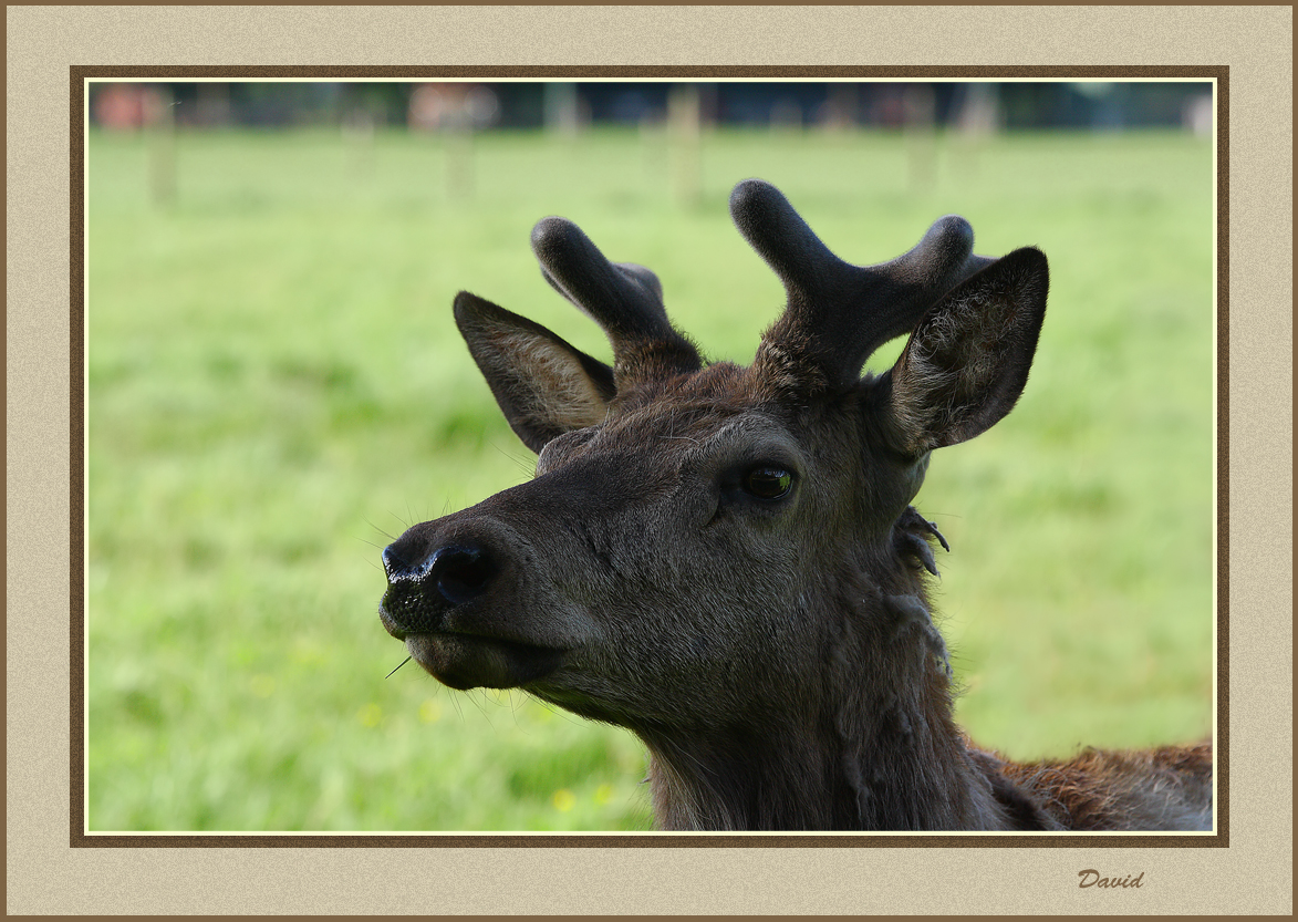 Young Buck