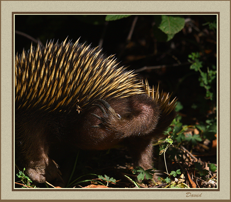 Echidna 