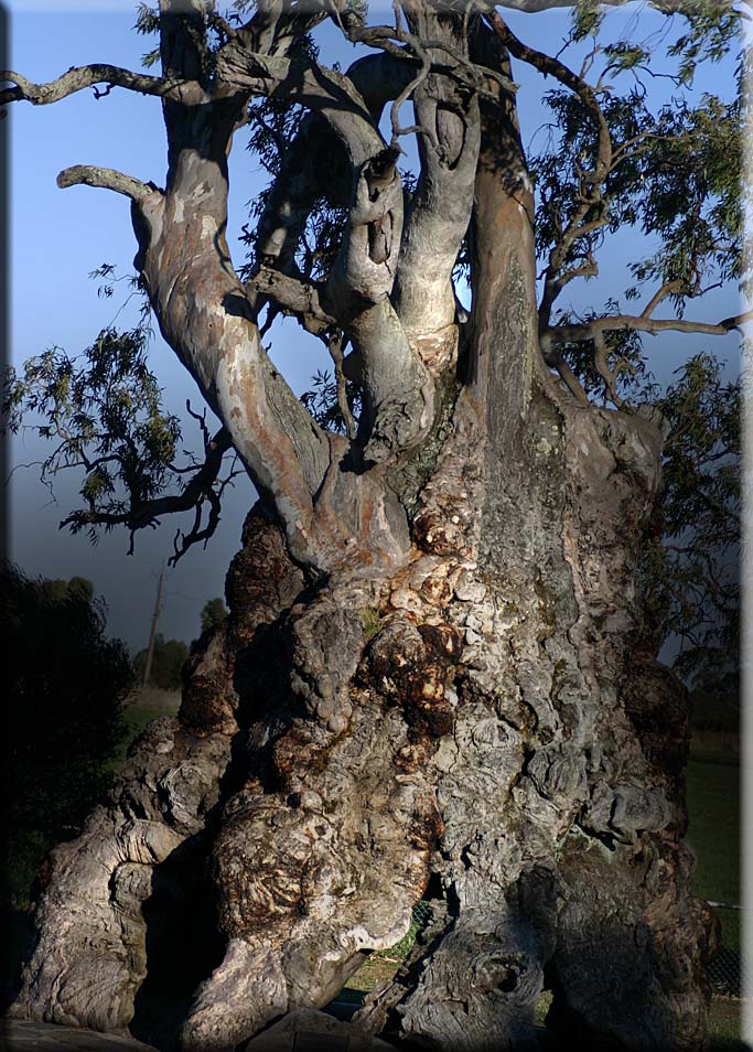 Footsteps around an ancient tree