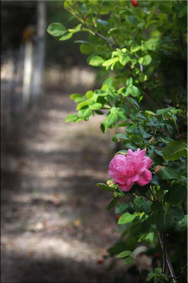 Walkway along the horse-yard fence