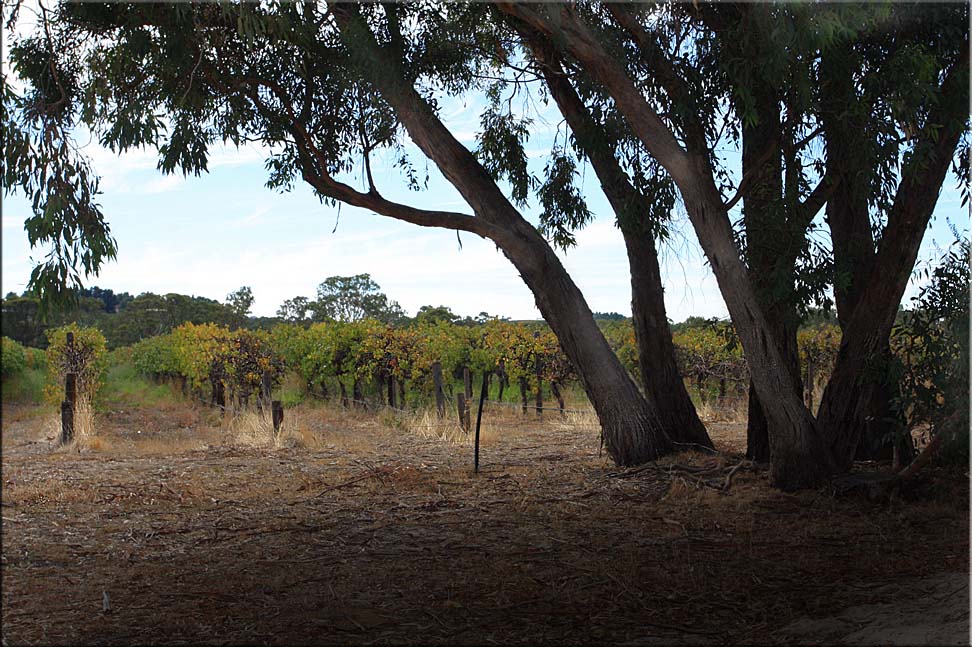 Amongst the vines