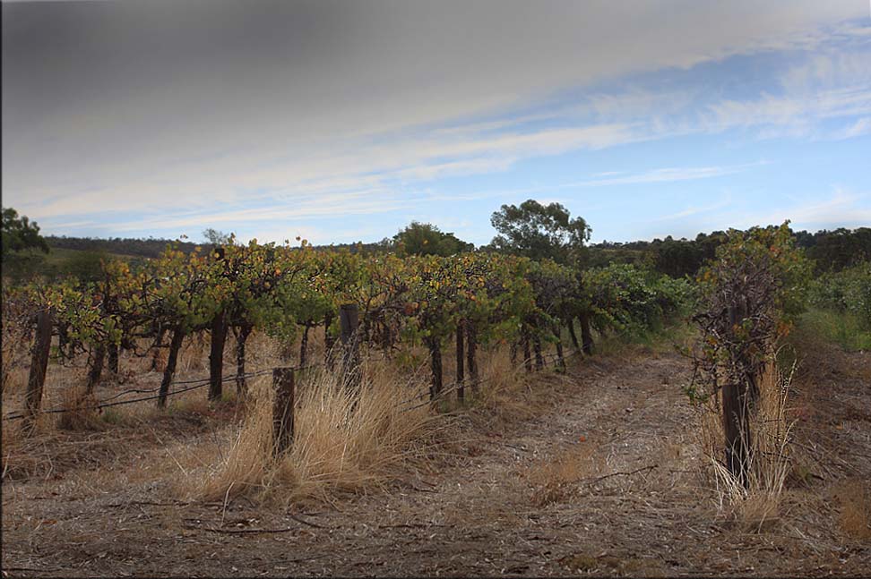 More of the vines