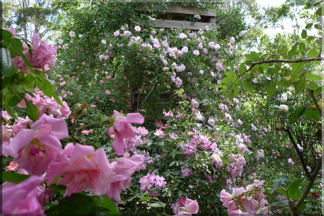Rose garden on cool morning 09.33.jpg