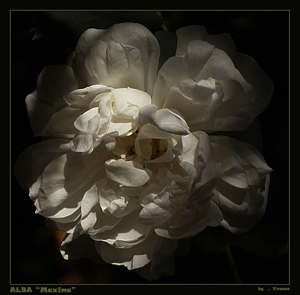 Rosa ALBA Maxima