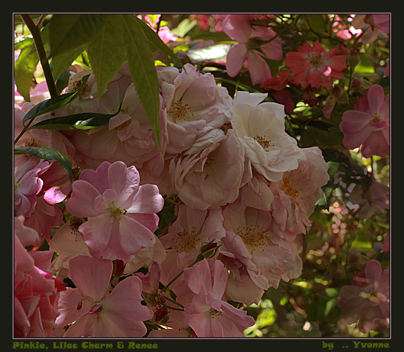 Three varieties