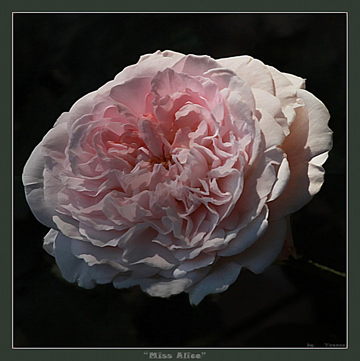 Miss Alice