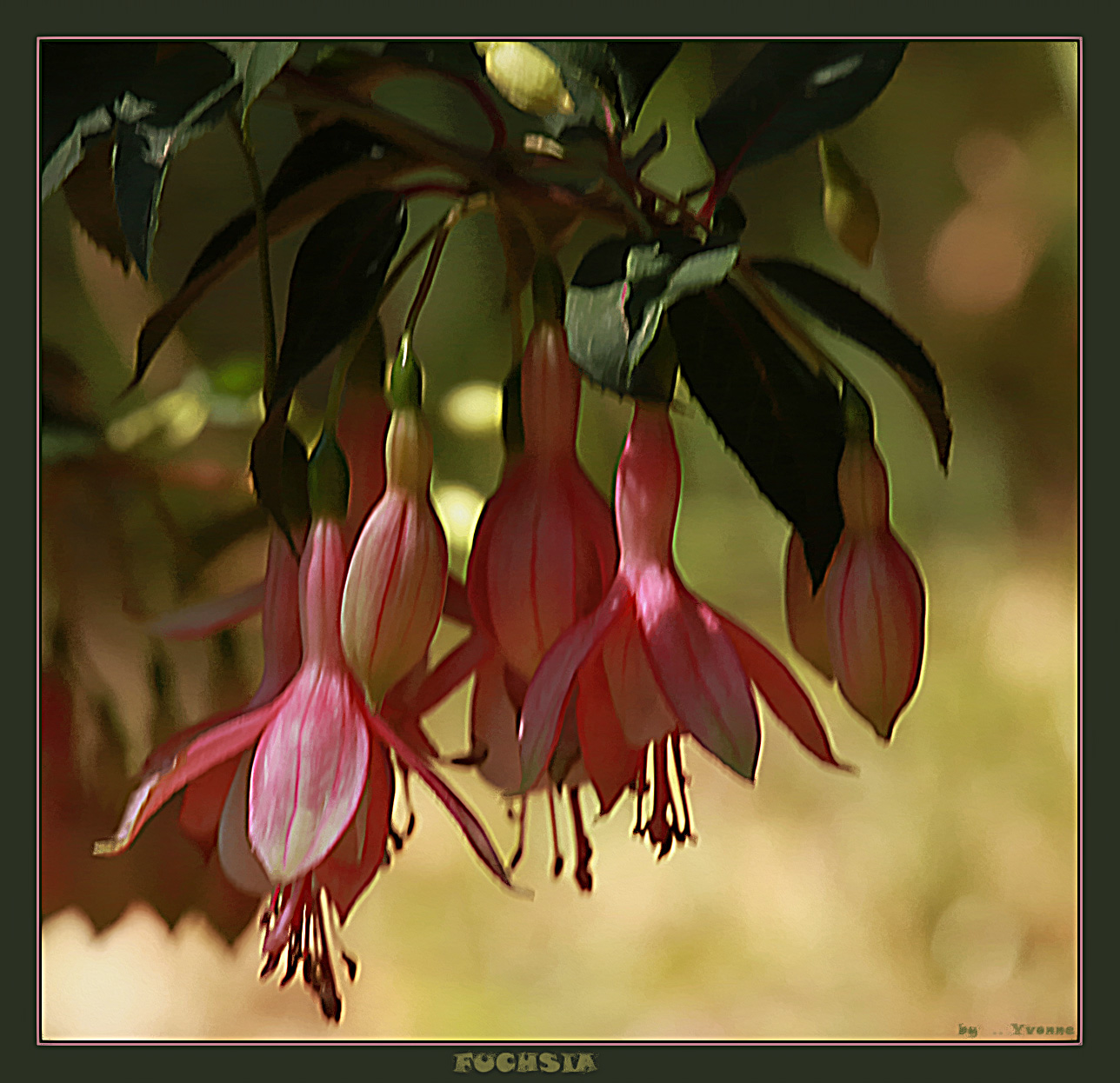 Fuchsias