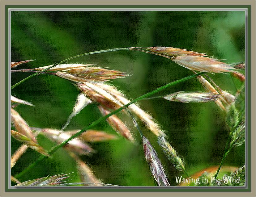 Wheatheads waving in the wind