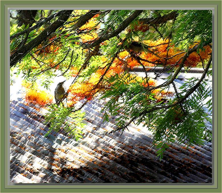 Birds in grevillea robusta