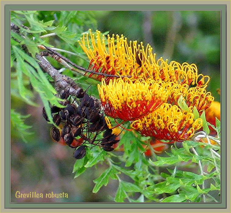 Flowers  & seedpods
