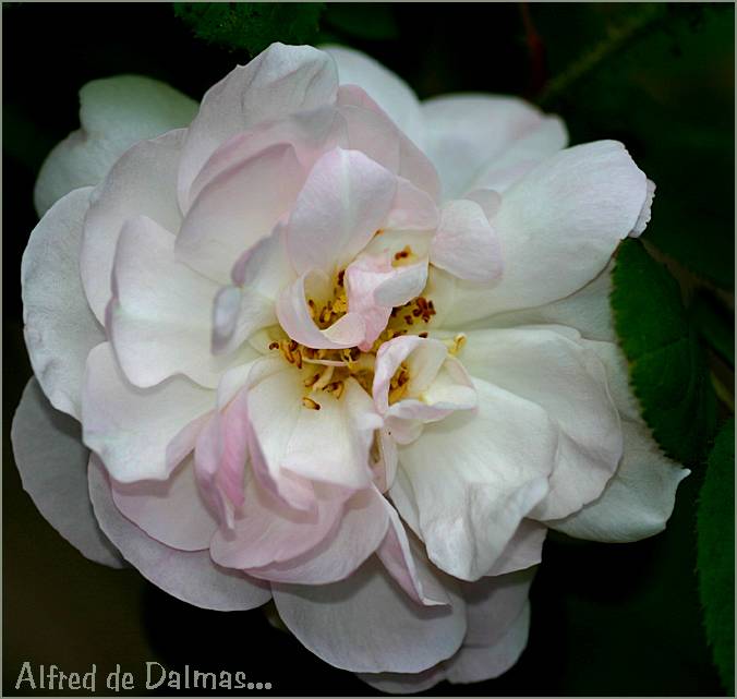 Alfred de Dalmas