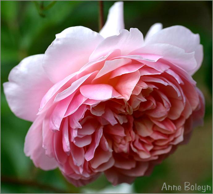 Anne Boleyn