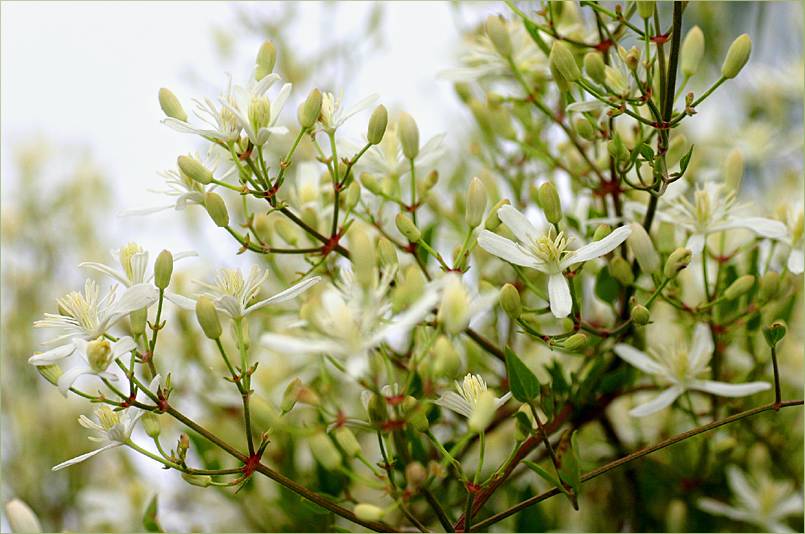 Clematis vitalba