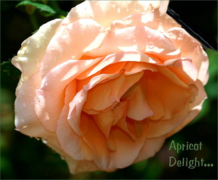 Apricot Delight