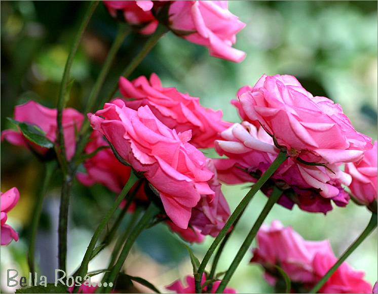 Bella Rosa