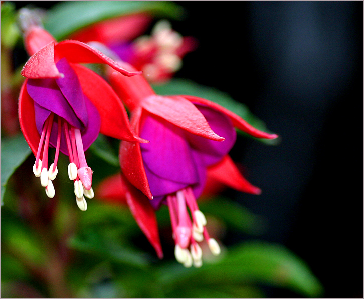 Violet and red fuchsia